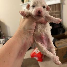 Chester - Parti male Poodle puppy in Mineral Wells, Texas from S.H.A.R.P.’s Toy Poodles