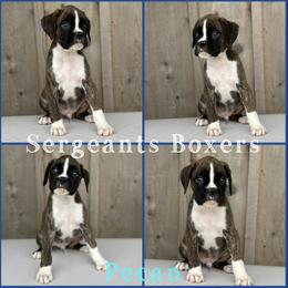 Pecan - Brindle male Boxer puppy in Madisonville, Texas from Sergeant's Boxers