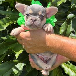 Lil' Ray - Tricolors male French Bulldog puppy in Palm Coast, Florida from Calypso Island French Bulldogs