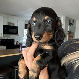 Samuel 2000 - Black and tan male Dachshund puppy in Brandon, Florida from Knights Dachshunds