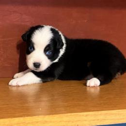 Uno - Black tri-color male Australian Shepherd puppy in Howardsville, Virginia from Spectacular Aussies and Cavaliers