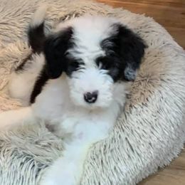 Aussiedoodles, Cockapoos, Goldendoodles, Poodles, Sheepadoodles, and Springerdoodles from Two Creeks Farm Poodles & Doodles