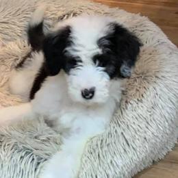 Aussiedoodles, Cockapoos, Goldendoodles, Poodles, Sheepadoodles, and Springerdoodles from Two Creeks Farm Poodles & Doodles