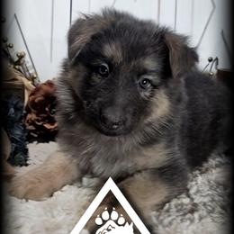 Tiama - Blue female German Shepherd puppy in Sequim, Washington from German Shepherd Haus