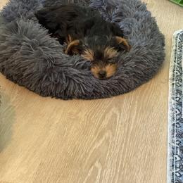 Yorkshire Terrier Puppies from Whispering Willows Kennels