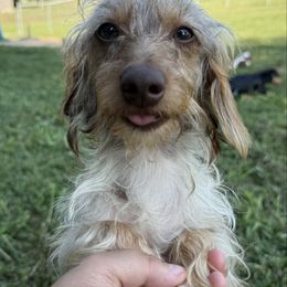 Dachshund puppies from Mammoth Cave Dachshunds