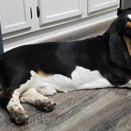 Basset Hounds from 14395 n. center rd