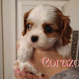 Corazon - Blenheim female Cavalier King Charles Spaniel puppy in Rockville, Maryland from Skais the Limit Cavaliers