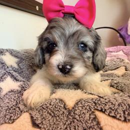 Morticia - with training - Merle female Cockapoo puppy in Boonville, North Carolina from Doods & Dolls