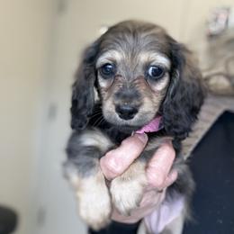 Girl 4 - female Dachshund puppy in Crystal, Michigan from Mare-bella Dachshunds