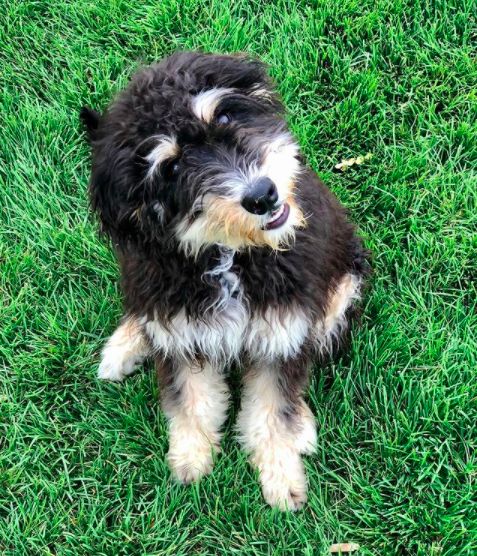 Mountain Peak Doodles in Utah | Bernedoodle, Old English Sheepdog ...