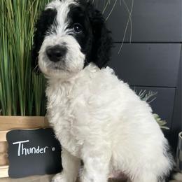 Thunder - Black and white male Aussiedoodle puppy in Eastland, Texas from H5 Mini Doodles
