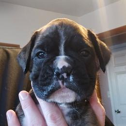 Ovie - Brindle female Boxer puppy in East Moline, Illinois from WildRiver Boxers