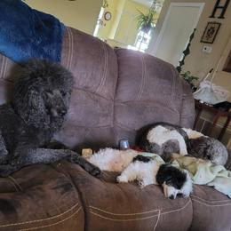 Poodles from Lithony Poodles