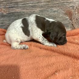 Liver and white male - Liver and white male German Shorthaired Pointer puppy in Freeport, Illinois from Rock Hollow Retrievers
