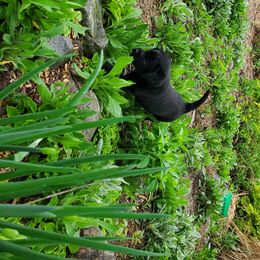 Labrador Retriever Puppies from Freedom Labradors