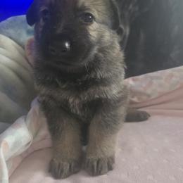 German Shepherd Puppies from Pheonix Farm