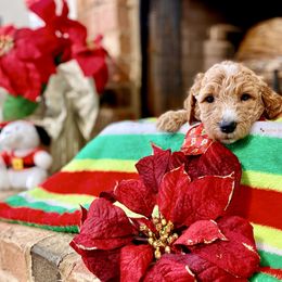 Goldendoodle Puppies from Central Texas Doodle Nest Kennel