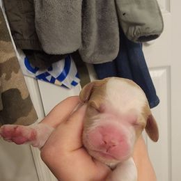 Male 5 - Orange and white male Brittany puppy in Rhoadesville, Virginia from HOMESCHOOLED BRITTANYS LLC