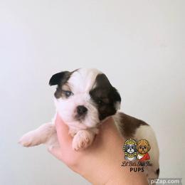 Orchid - Sable and white female Shih Tzu puppy in Walkertown, North Carolina from Lil’ Bit’s Shih Tzu