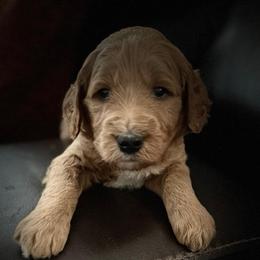 Red Collar - Red  female Goldendoodle puppy in Winchester, Tennessee from Mahaffey’s Doodles