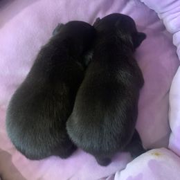 Pug Puppies from The Grumble Pack