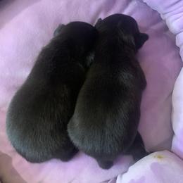 Pug Puppies from The Grumble Pack
