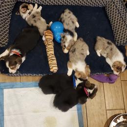 American Corgis and Pembroke Welsh Corgis from Cordova Corgis