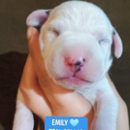 Emily (Teal Collar Female) - White and black female Dalmatian puppy in Raymondville, Missouri from Wagner's Dalmatian's