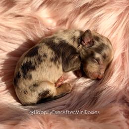 Timmy - Dapple male Dachshund puppy in Robesonia, Pennsylvania from Happily Ever After’s Puppies