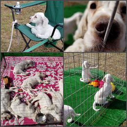 English Setter puppies from BIRDHAVEN