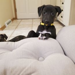 Whippet Puppies from Whippety Split