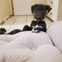 Whippet Puppies from Whippety Split