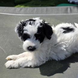 Chip - Black and white female Bernedoodle puppy in Mc Gaheysville, Virginia from Doting Doodles