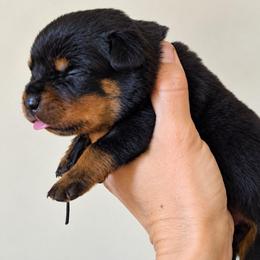 Black boy - Black and mahogany male Rottweiler puppy in Lake City, Florida from Haus Der Wut Kennels