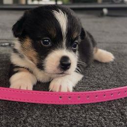 Pink Collar - Black and tan female Pembroke Welsh Corgi puppy in Boaz, Alabama from Brumblow’s Kennel
