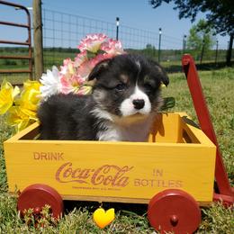 Boy 2 - Black and tan male Pembroke Welsh Corgi puppy in Centre, Alabama from Walker's AKC Corgis