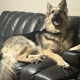Ripley - German Shepherd