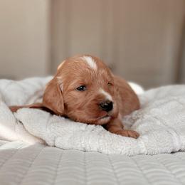 Whistler, Girl - Red  female Goldendoodle puppy in Maricopa, Arizona from Desert Ridge Doodles
