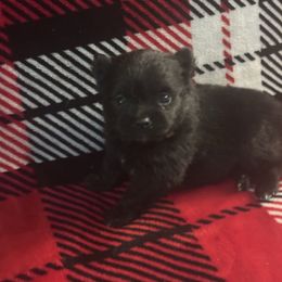 Panther - Black male Pomeranian puppy in Kansas City, Missouri from S&K Pomeranians