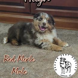 Hugh - Red merle male Miniature Australian Shepherd puppy in Jaroso, Colorado from Heaven Sent Aussies
