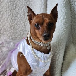 Cherry - Miniature Pinscher