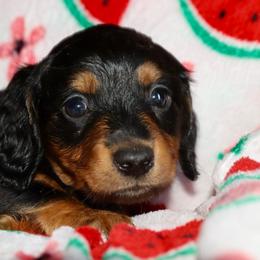 Hunter Green collar Male - Black and tan male Dachshund puppy in New Canton, Virginia from Mount Calm Golden Retrievers