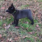 Schipperke Puppies from Karric Kennels