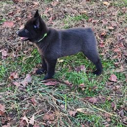 Schipperke Puppies from Karric Kennels