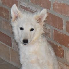 Hooch - White male Mudi puppy in Benson, Arizona from Twisted Acres Border Collies and Mudi