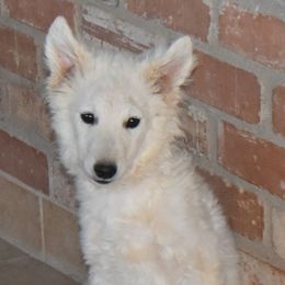 Hooch - White male Mudi puppy in Benson, Arizona from Twisted Acres Border Collies and Mudi