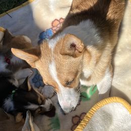 American Corgis and Pembroke Welsh Corgis from Cascadian Space Coast Corgis LLC