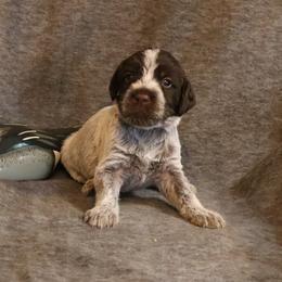 Lt. Green - Brown and gray male Wirehaired Pointing Griffon puppy in Afton, Wisconsin from Daehler's Wirehaired Pointing Griffons