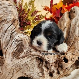 Purple Collar - Black white and tan male Cocker Spaniel puppy in Stanford, Kentucky from Eagle Cliff Kennel